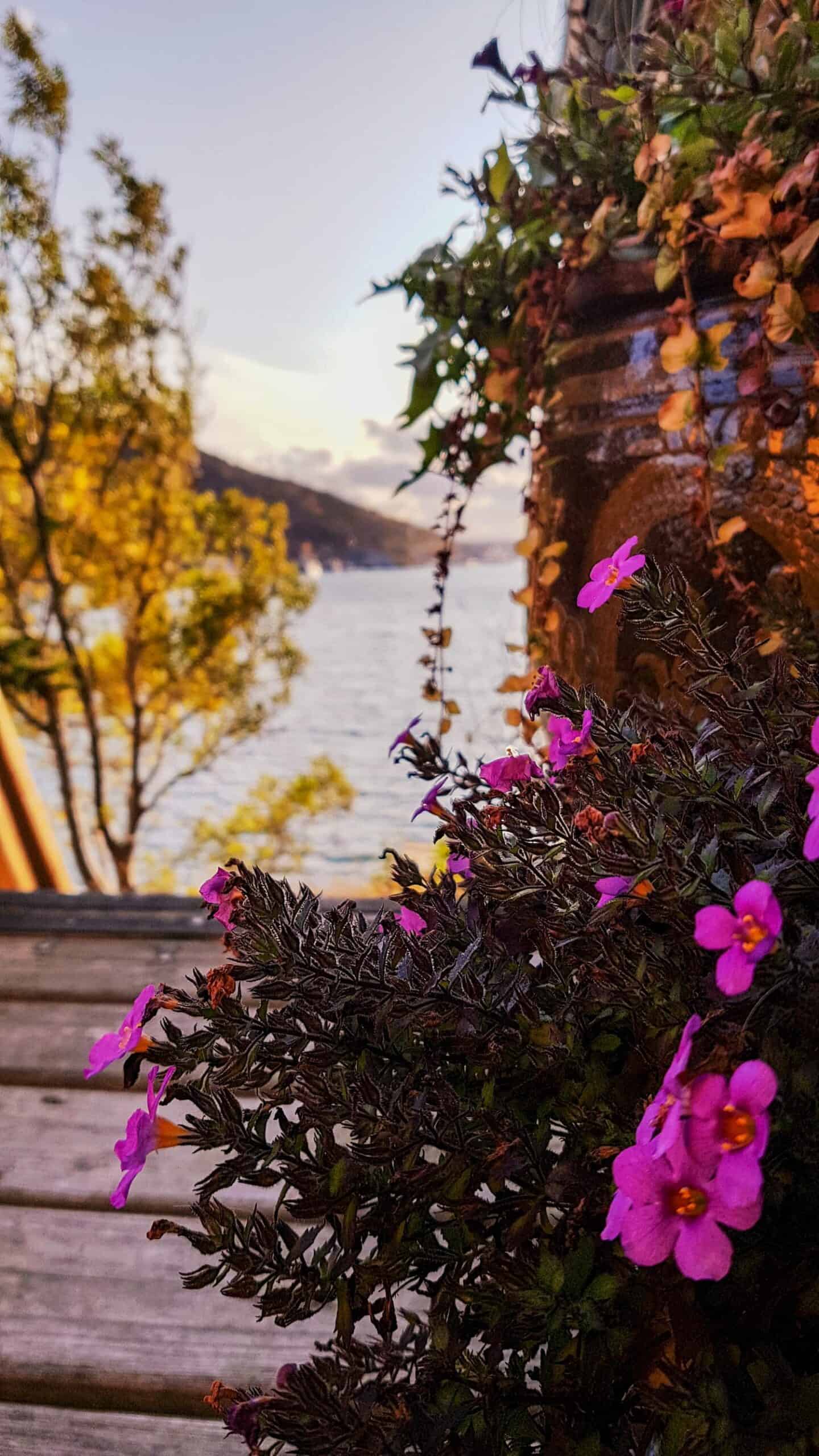 A view of the ocean and mountains in the distance through violet flowers and gold-lit trees across a deck